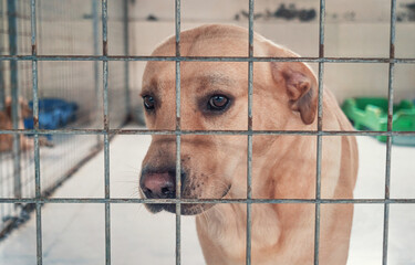 Portrait of lonely sad stray labrador dog behind the fence at animal shelter. Best human's friend...