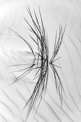 Marram or beach grass haulms  (Ammophila arenaria) isolated on fine white sand in the dunes of...