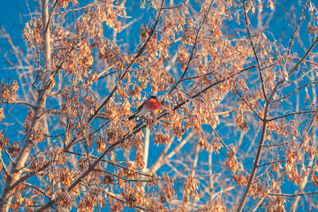 Bright bullfinch with red breast sitting on a tree in winter