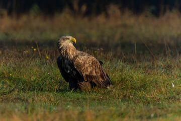 White tailed eagles (Haliaeetus albicilla) searching for food in the early morning on a field in the forest in Poland. 