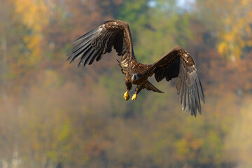 Eagle flying. White tailed eagles (Haliaeetus albicilla) flying on a field in the forest of Poland searching for food in the morning.