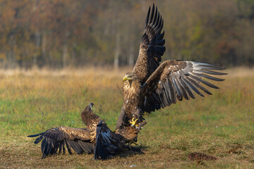 Eagle battle. White tailed eagles (Haliaeetus albicilla) fighting for food on a field in the forest...