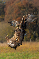 Eagle battle. White tailed eagles (Haliaeetus albicilla) fighting for food on a field in the forest in Poland