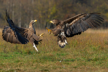 Eagle battle. White tailed eagles (Haliaeetus albicilla) fighting for food on a field in the forest...