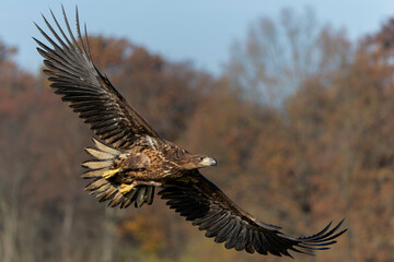 Eagle flying. White tailed eagles (Haliaeetus albicilla) flying on a field in the forest of Poland searching for food in the morning.