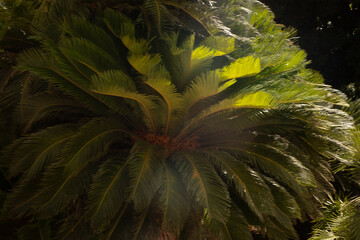 Palm trees in Villa Bonnano public park in Palermo, Sicily