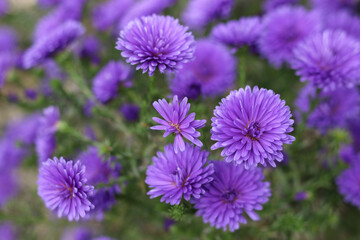 Purple violet blue Chrysanthemum selectively focused. Close up of chrysanthemum flowers. Flower head.
