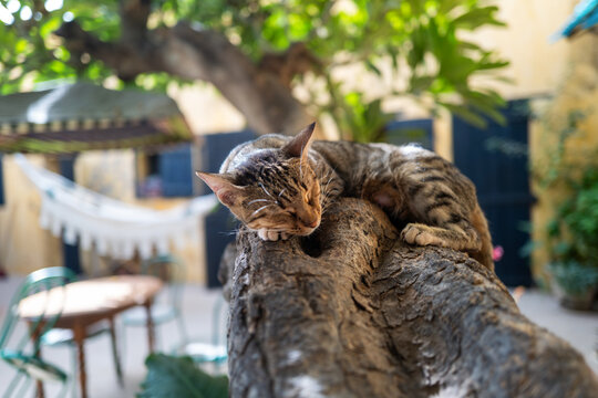 Un chat dort sur la branche d'un arbre