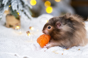 A funny shaggy fluffy hamster nibbles a carrot on a Christmas background with fairy lights and bokeh