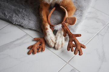 Obraz na płótnie Canvas dog with reindeer antlers rests on a cozy rug, capturing the essence of Christmas spirit. The playful accessory hints at holiday fun
