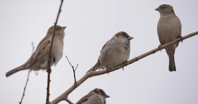 A flock of sparrows sitting on the winter tree branch