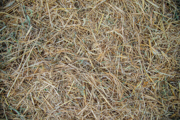 The texture and background of hay. Agricultural industry.