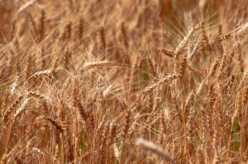 golden wheat field in summer