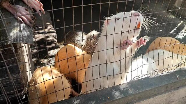 Nutria. Live nutria with large yellow teeth in cage. Waterfowl animal with white orange fur, teeth, ears, claws, tail, on four legs. Mammal rodent. Animal breeding. Agriculture. Agricultural industry