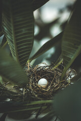 bird's egg in a nest