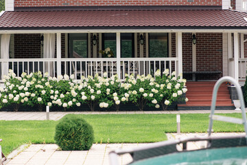 hedge of hydrangea along the house, landscape design, selective focus
