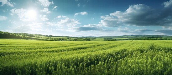Fototapeta na wymiar natural view of green fields