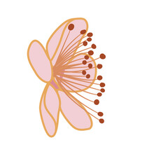 Obraz premium pink sakura flower cherry blossom petal vector illustration