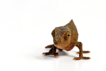 Tansania-Zwergchamäleon // Bearded leaf chameleon (Rieppeleon brevicaudatus / Rhampholeon brevicaudatus)