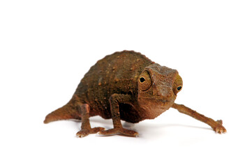 Tansania-Zwergchamäleon // Bearded leaf chameleon (Rieppeleon brevicaudatus / Rhampholeon...