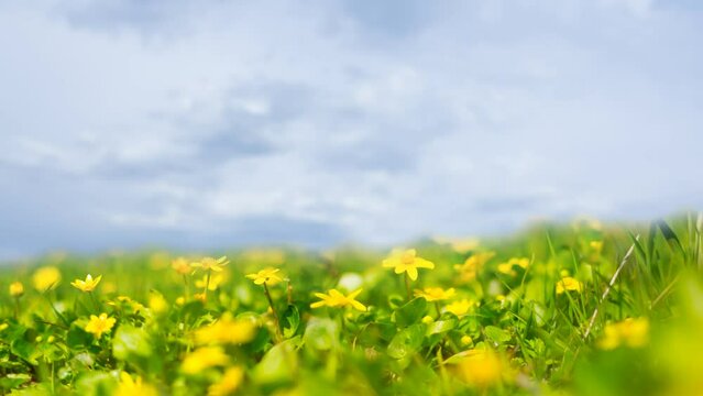 spring forest glade with wild flowers, beautiful natural seasonal time lapse scene