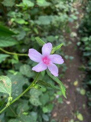 pink and white flower