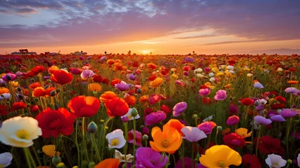 Fototapete Rund Sunset over a field of poppies and daisies © Iman