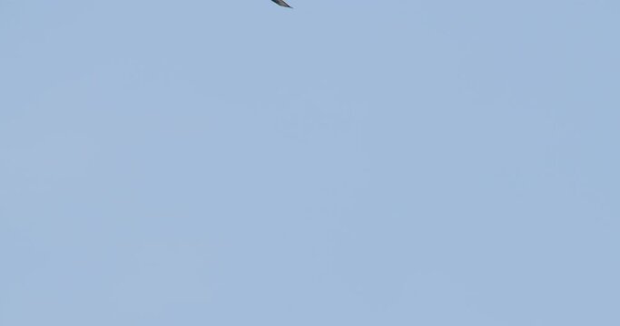 Low angle footage of bird flying in a clear blue sky