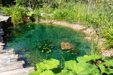 Ecosystème et zone humide - création d'une mare entourée de plantes dans un jardin naturel