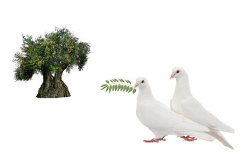 olive tree and white doves with olive branch isolated on white
