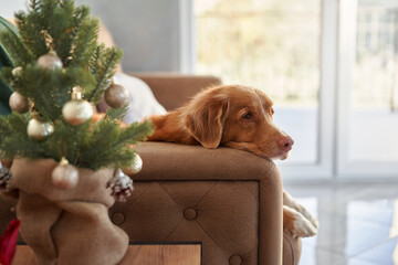 A pensive Nova Scotia Duck Tolling Retriever dog rests on a sofa beside a festive tree,...