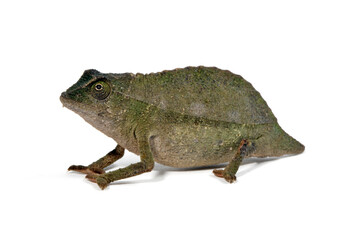 Tansania-Zwergchamäleon // Bearded leaf chameleon (Rieppeleon brevicaudatus / Rhampholeon brevicaudatus)