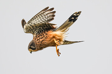 bird of prey