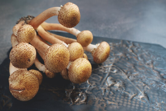 fresh forest mushrooms honey mushrooms in a handmade craft bowl on a wooden board