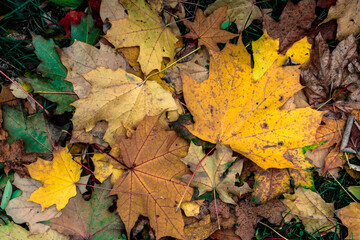Autumn maple leaves cover the ground. Brown, yellow and green leaves on the ground