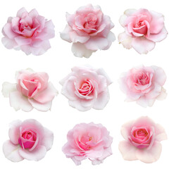 Collage of delicate pink roses isolated on transparent background. Detail for creating a collage