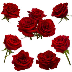 Collage of red roses isolated on transparent background - 695518159