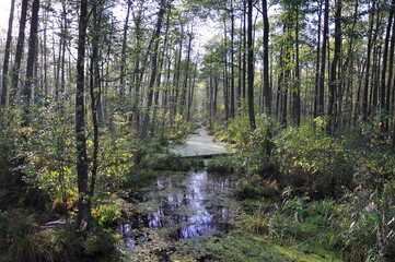 Leśny kanał wodny, naturalna retencja. 