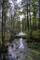 Leśny kanał wodny, naturalna retencja. 