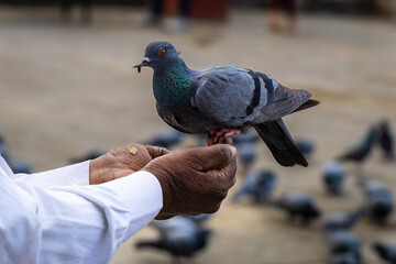 isolated pigeon sitting at man hand finger for food at morning from different angle
