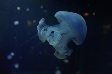 クラゲ　海の生き物　幻想的な　水族館