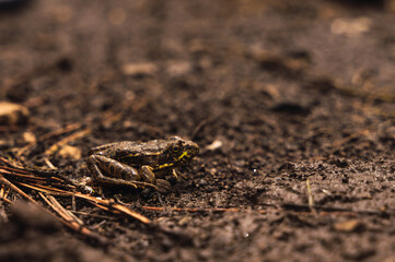 Common frog (Pelophylax perezi) standing near a lake hidden in the grass.