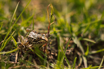 Common frog (Pelophylax perezi) standing near a lake hidden in the grass.