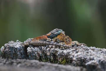 Couple of spiny collared lizard (Sceloporus torquatus) standing sunbathing on a dry log.