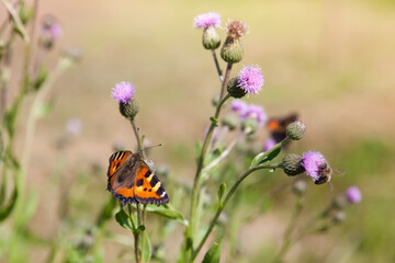 Closeup of Small Tortoiseshell butterfly,Aglais urticae on Thistle flower in summer