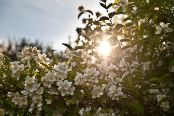 Flowering jasmine bush. White jasmine. Spring flowers.
