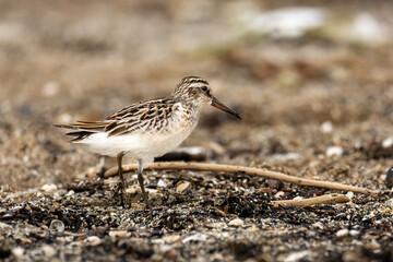 close-up of the broad-billed sandpiper (Calidris falcinellus) - a small wader (wading bird)