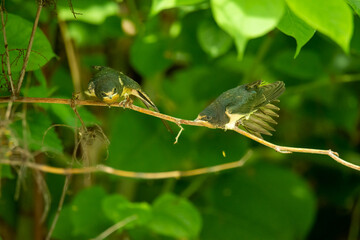 Close-up of the juvenile barn swallow (Hirundo rustica) awaiting for feeding
