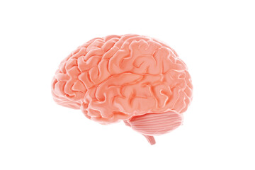 Human brain isolated on a white background. 3D rendering, 3D illustration, photorealism.