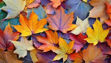 Naklejka na ściany i meble amazing colorful background of autumn maple tree leaves background close up multicolor maple leaves autumn background high quality resolution picture